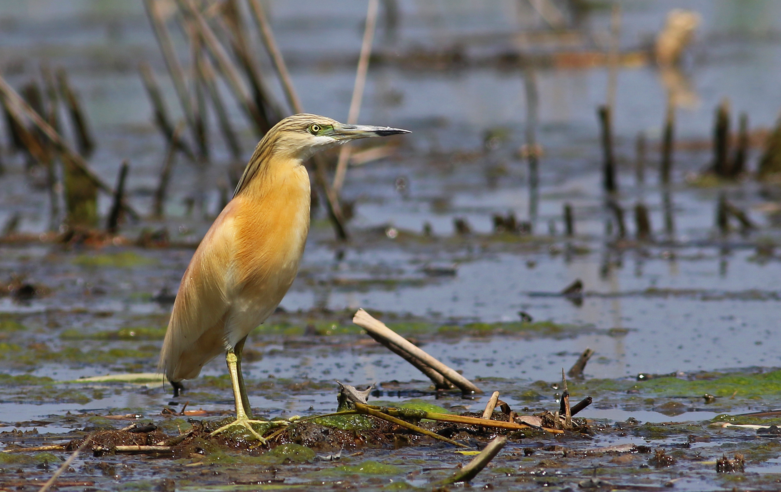 Squacco Heron